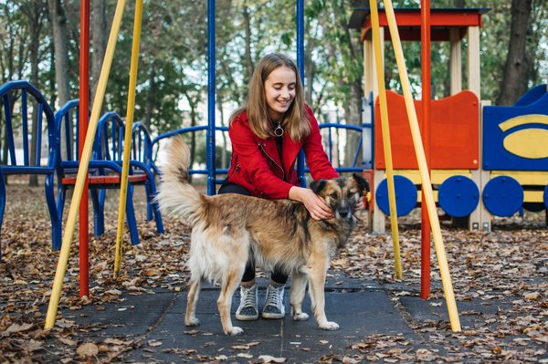 Les secrets d'une éducation canine réussie avec un expert