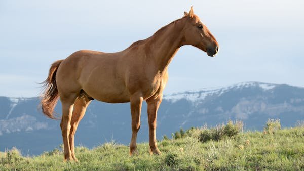 Les bienfaits de la massothérapie pour votre cheval